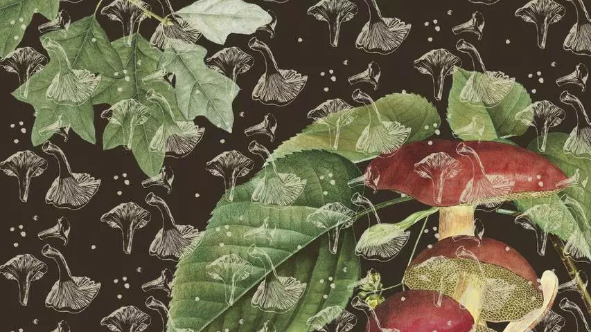 Book Cover of The Mushroom Gatherer 